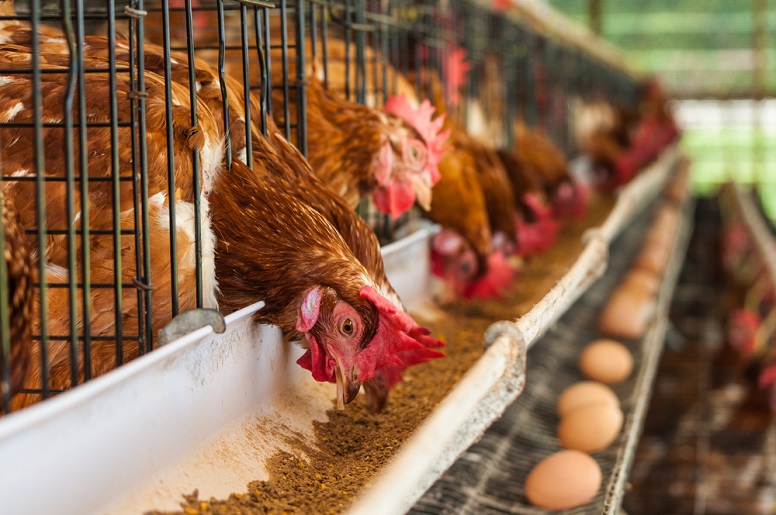 Egg production/Distribution farm project